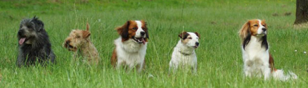 Club d'Éducation Canine de Brocéliande