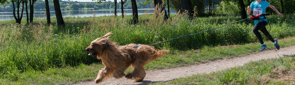 Club d'Éducation Canine de Brocéliande